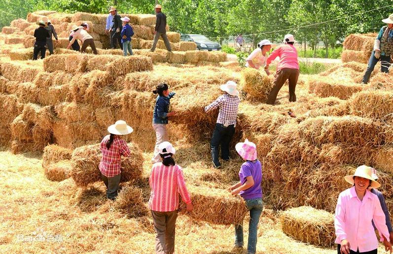 秸稈粉碎機讓秸稈焚燒現象從此消失且搖身一變成為農業種植新肥料(圖1) 秸稈